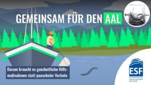 Read more about the article Europäischer Aal: Nichtstun ist keine Lösung! – Darum braucht es ganzheitliche Maßnahmen statt pauschaler Verbote