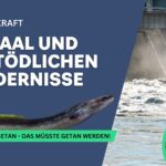 Tödliche Wasserkraft: Warum der Europäische Aal unsere Hilfe braucht